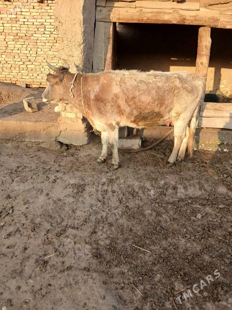 goleli sygyr - Кака - img 1