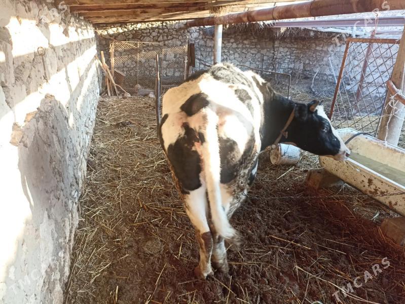 Corny piostra bogaz tuwe - Köýtendag - img 1