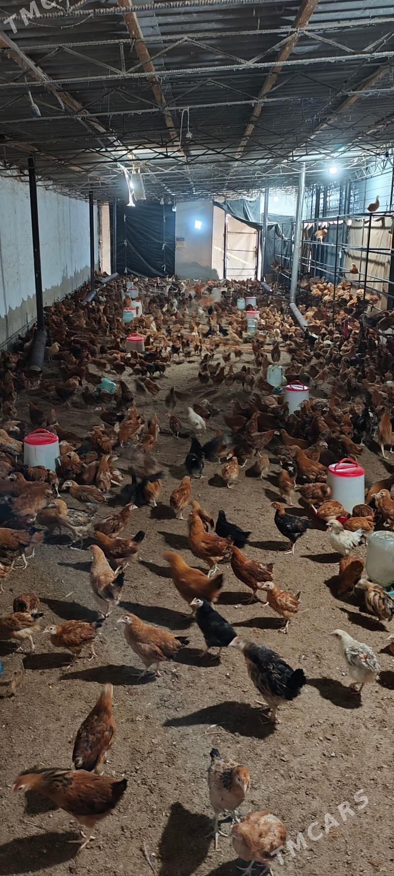 juyje - Гёкдепе - img 1