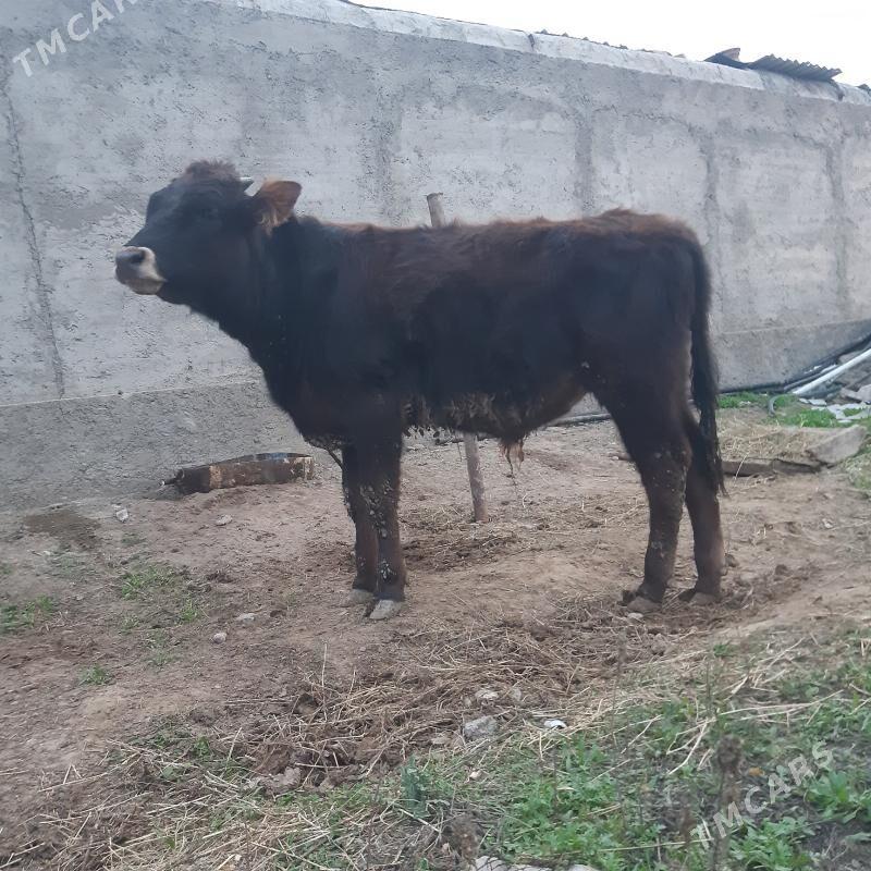 okuz - Aşgabat - img 1