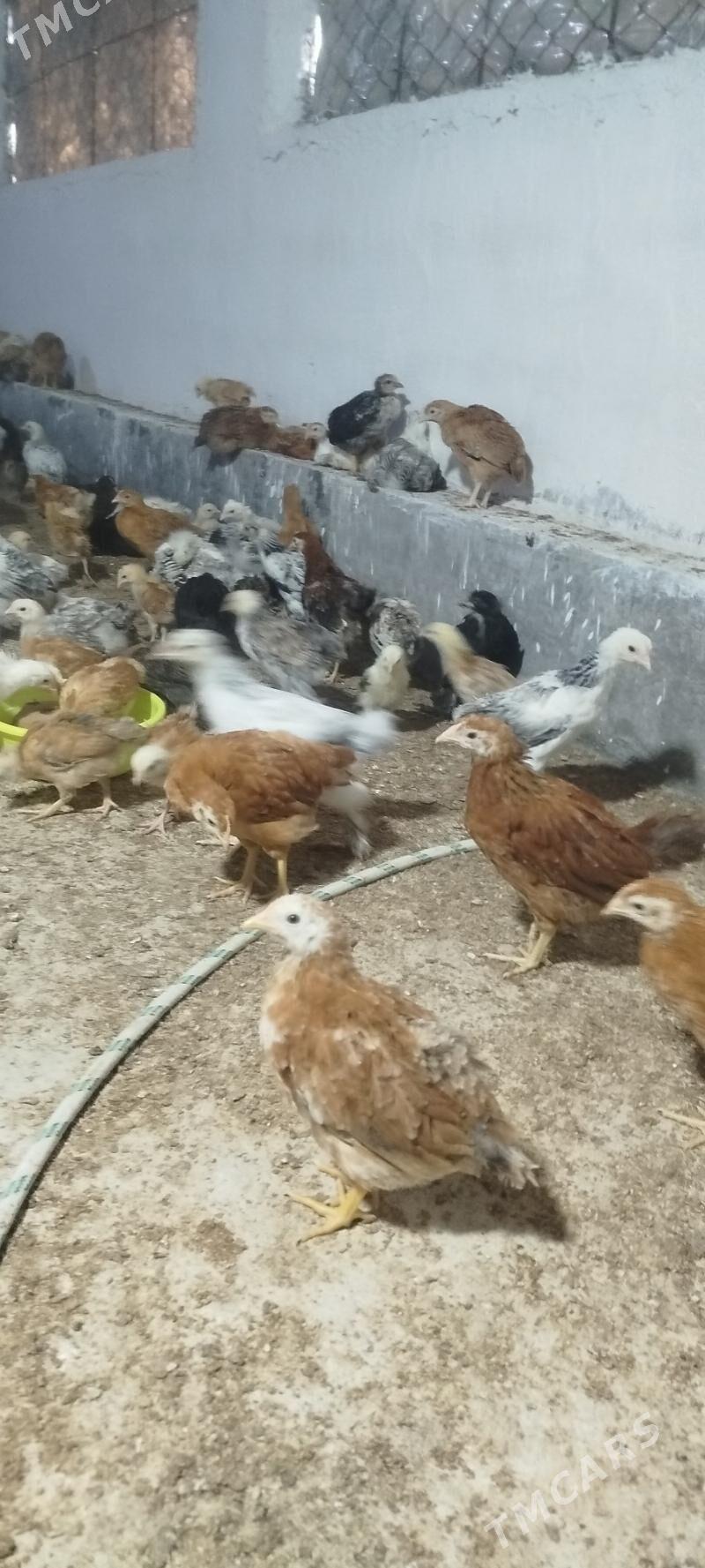 Towuk juje - Babadaýhan - img 1