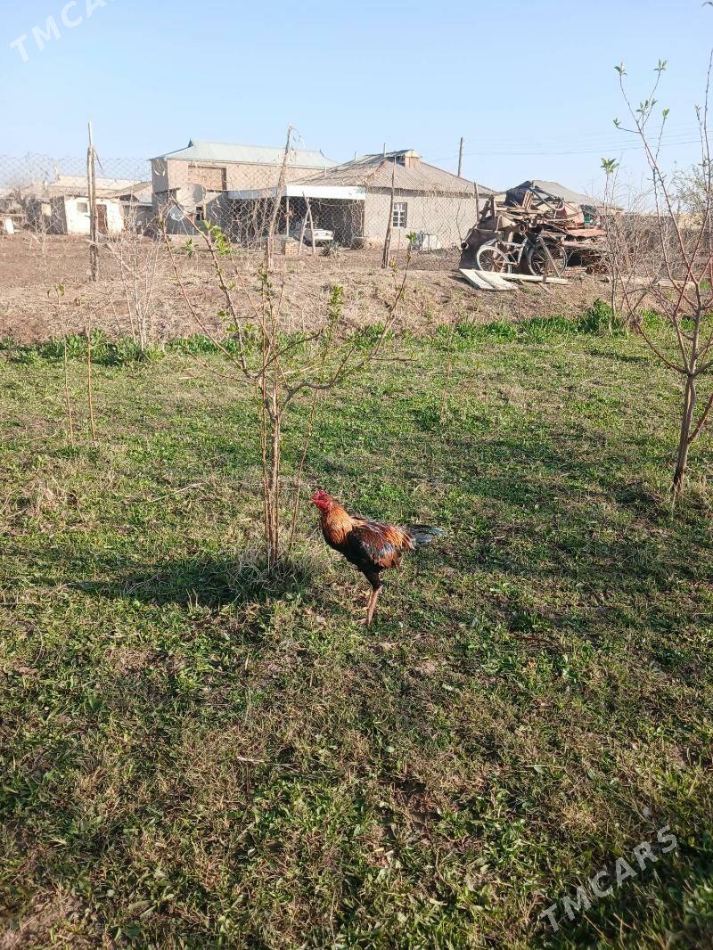 horaz - Türkmengala - img 1