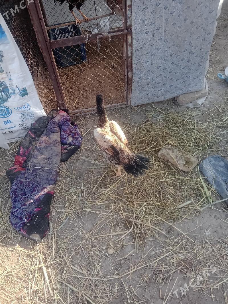 şamo towuk - Dänew - img 1