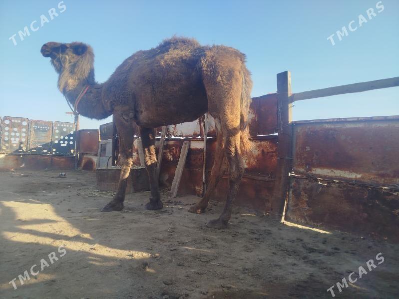 düýe - Gumdag - img 1