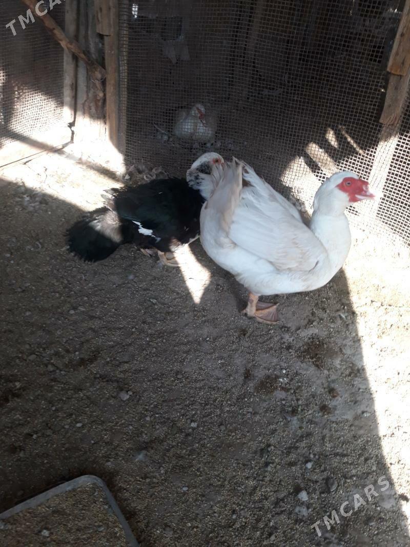 horaz ordek - Saýat - img 1