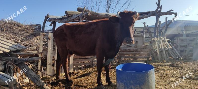 sygyr - Векильбазар - img 1