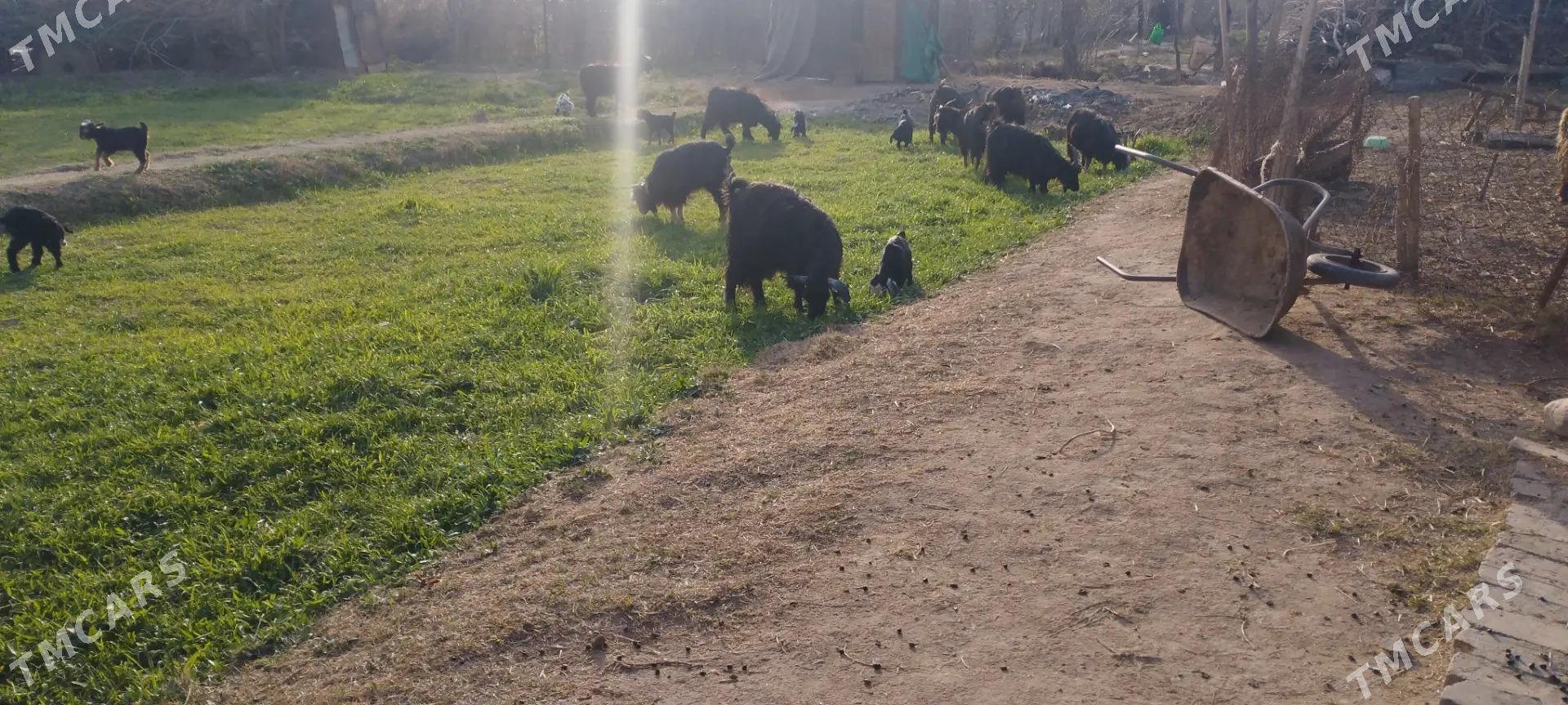 owlakly geci - Теджен - img 1