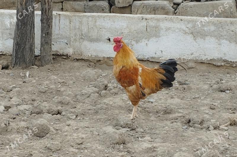 Horaz - Gyzylarbat - img 1