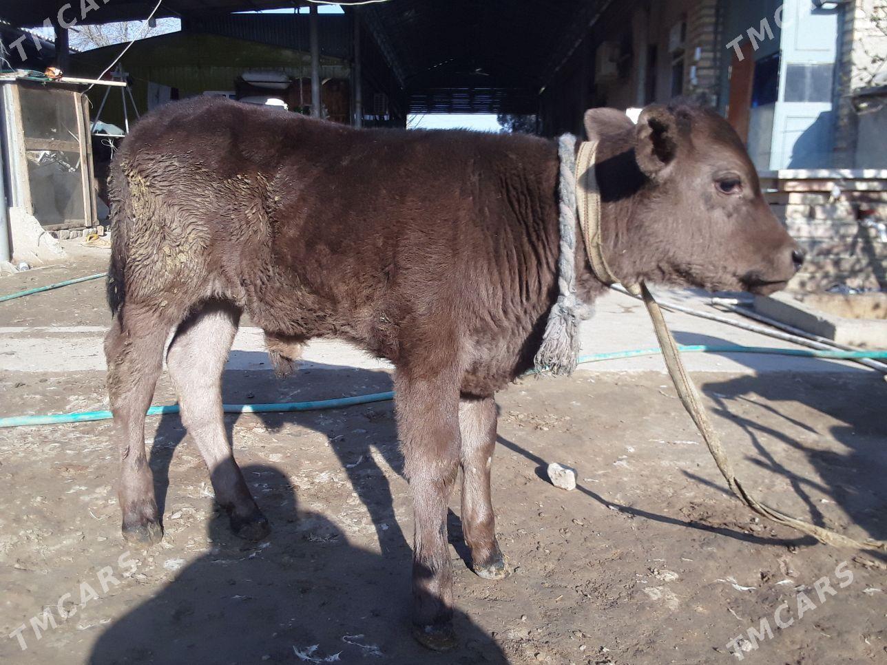 Goleli sygyr - Бахарден - img 1