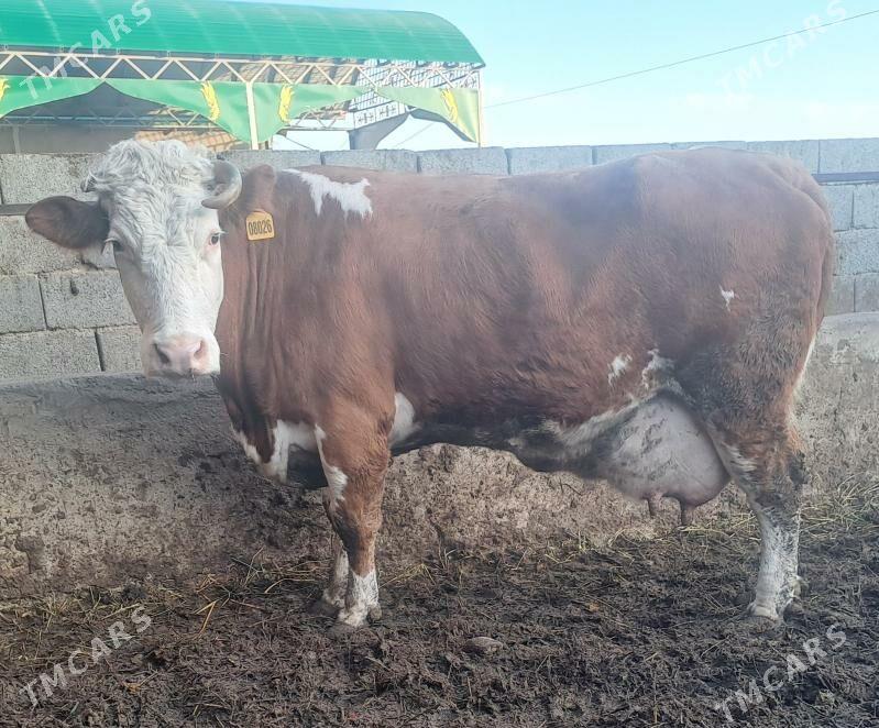 SYMENTAL TUWE - Бахарден - img 1