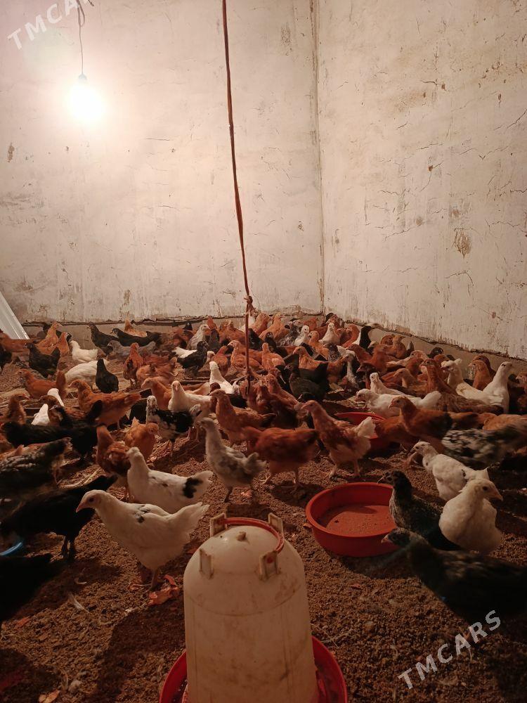 towuk juyje - Мары - img 1