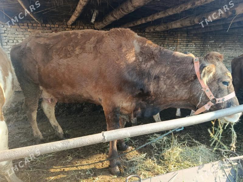 Sygyrlar - Саят - img 1