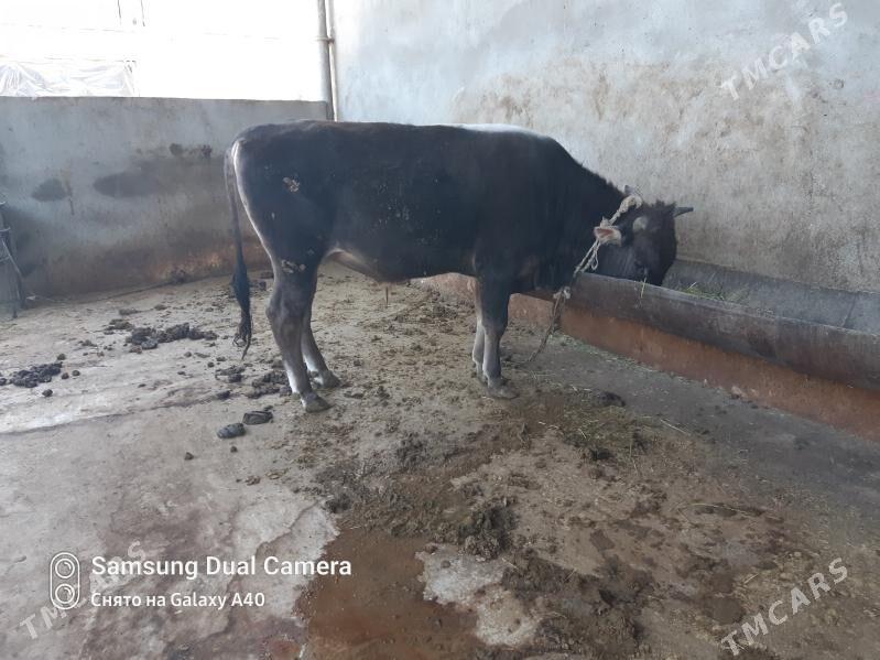 Ökiz bakylan - Bäherden - img 1