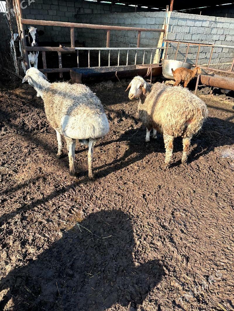 KISAR GOÇLAR - Гёкдепе - img 1