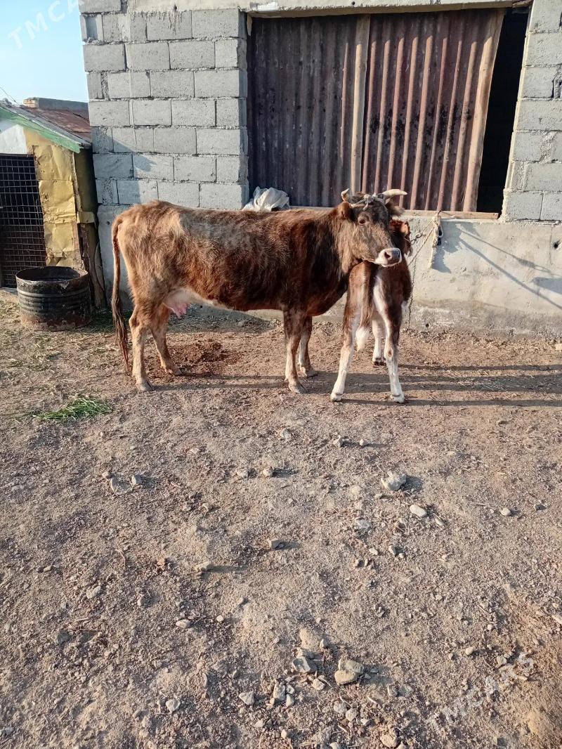 göleli sygyr - Берекет - img 1