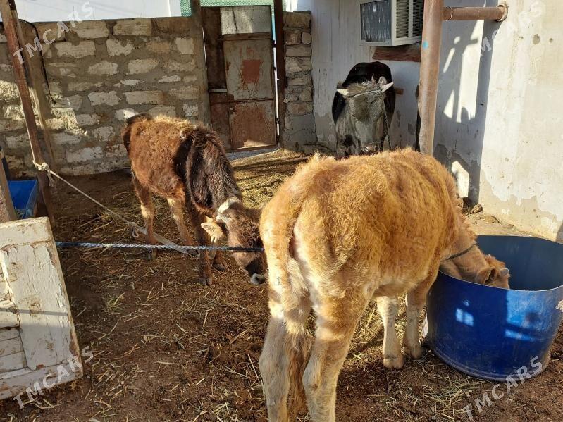 окуз ве гачар - Балканабат - img 1