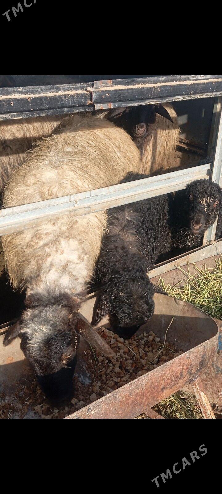 goyun - Aşgabat - img 1