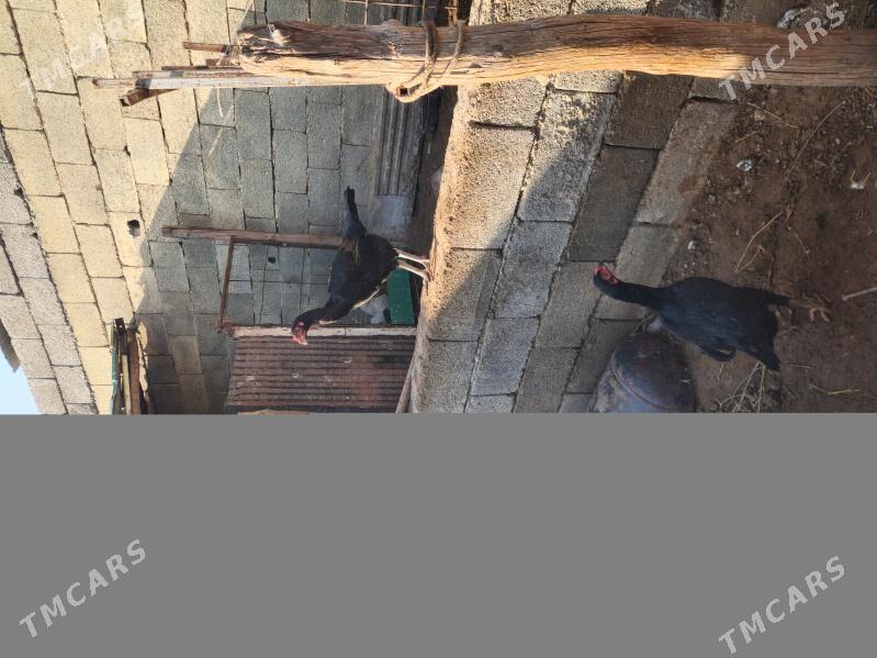 towuk - Чоганлы - img 1