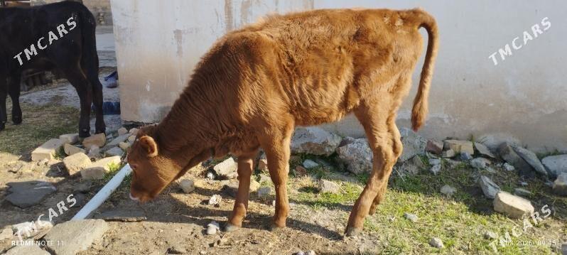 gulajyn gole - Мары - img 1