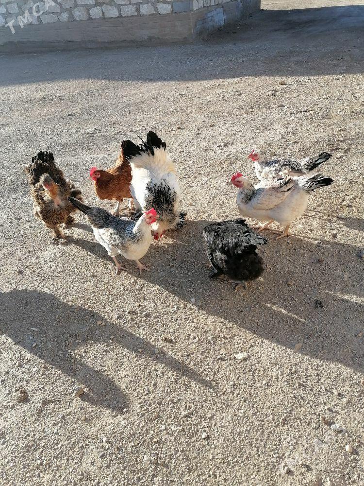 Tawuk yumurtga - Гумдаг - img 1