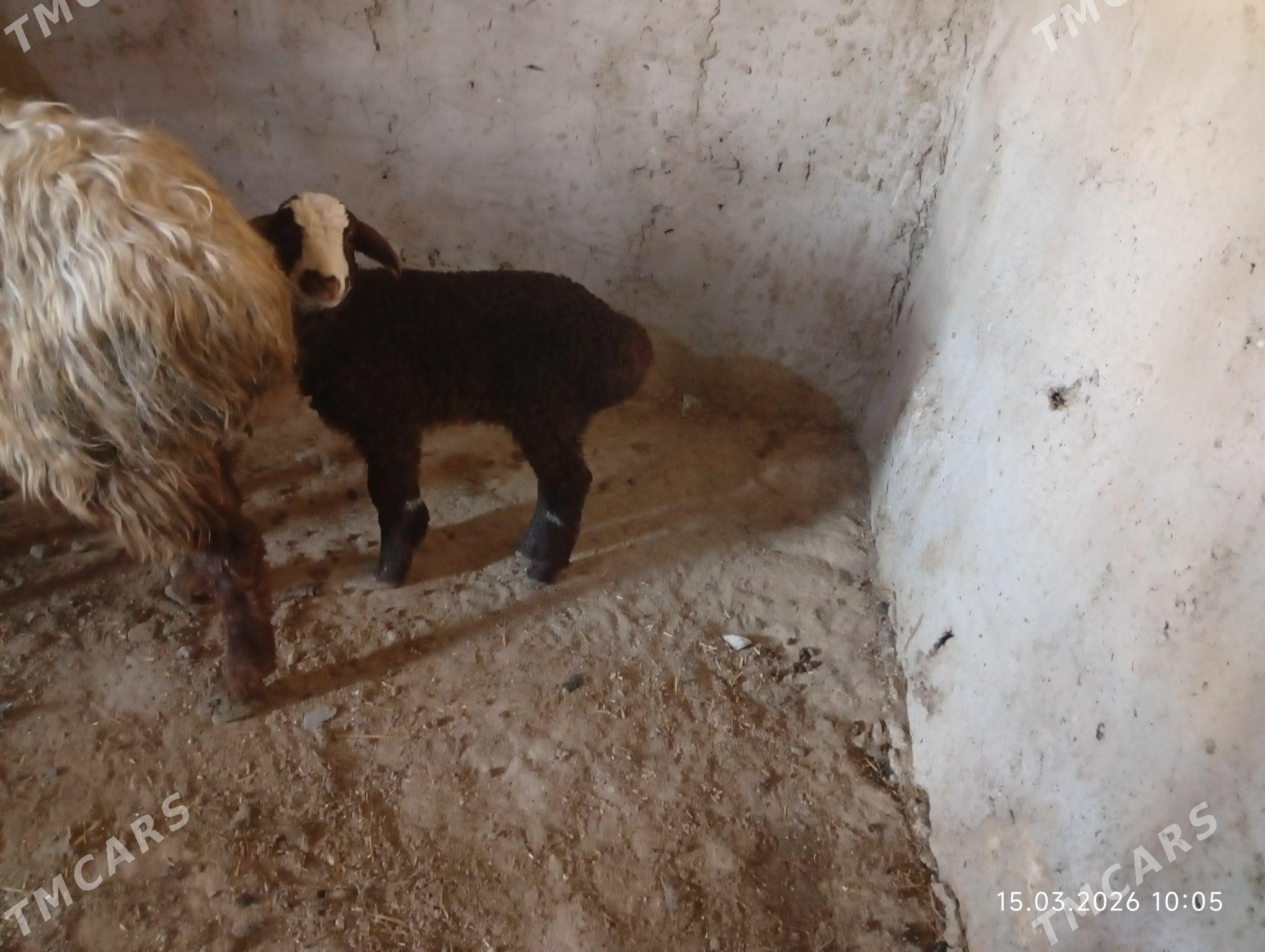 guzyly goyun - Гызыларбат - img 1