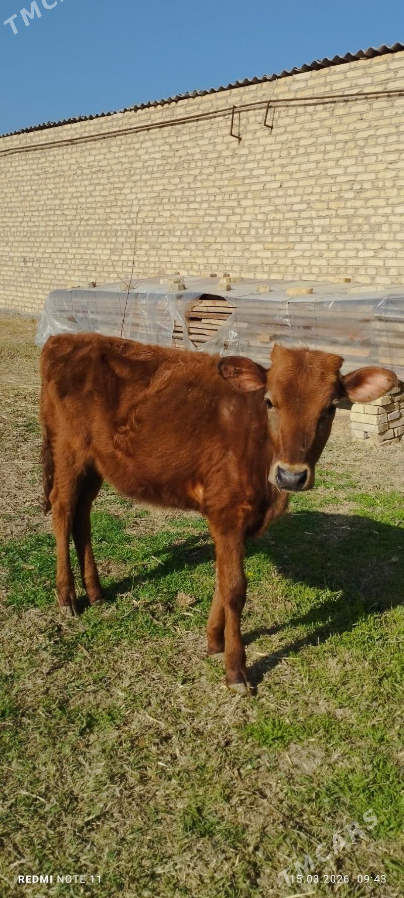 gulajyn gole - Mary - img 1