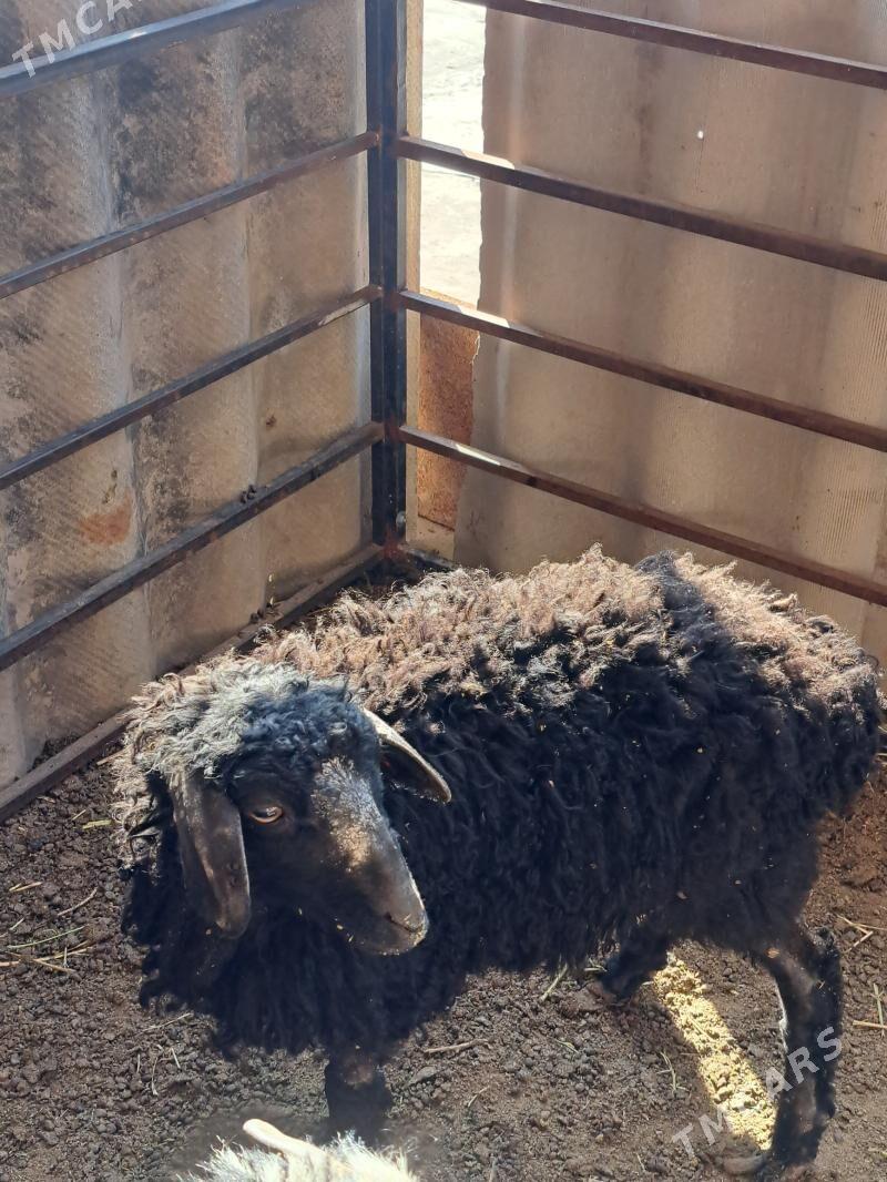 goyun - Гарадамак Шор - img 1