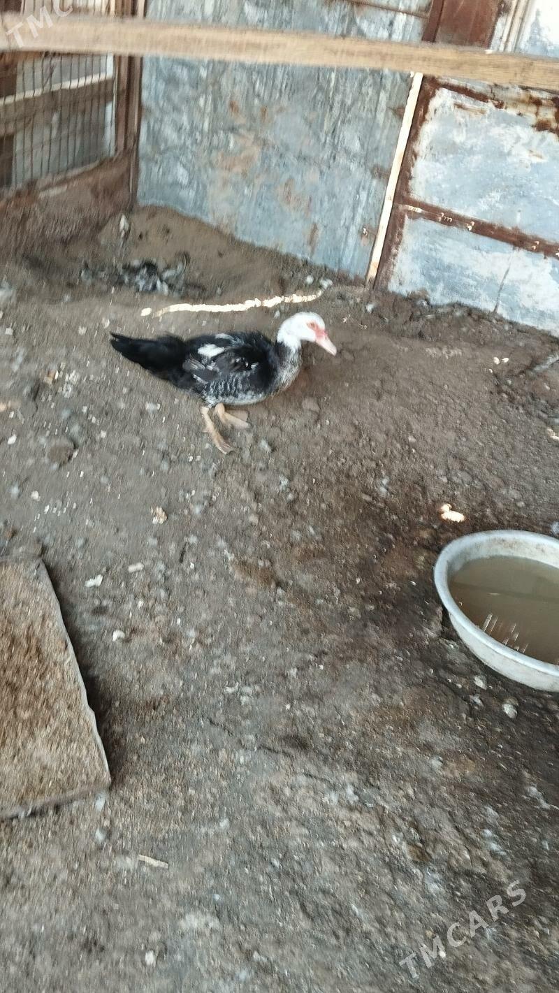 muskuz ördek - Çärjew - img 1