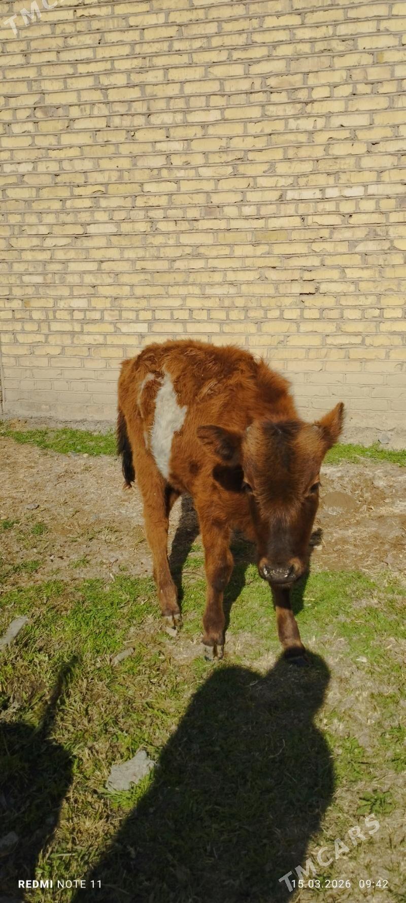 gulajyn gole - Mary - img 1