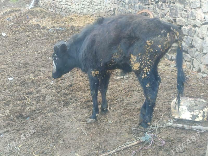 okuz - Махтумкули - img 1