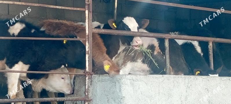 Simental Öküz Tüwe Göle - Aşgabat - img 1