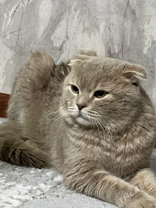 веслоушка - Aşgabat - img 1