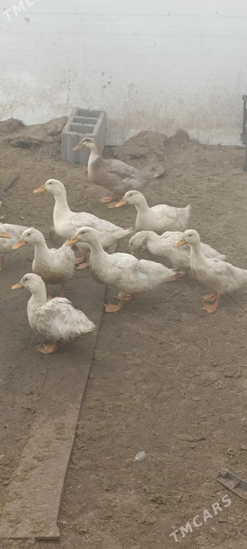 ordek - Änew - img 1