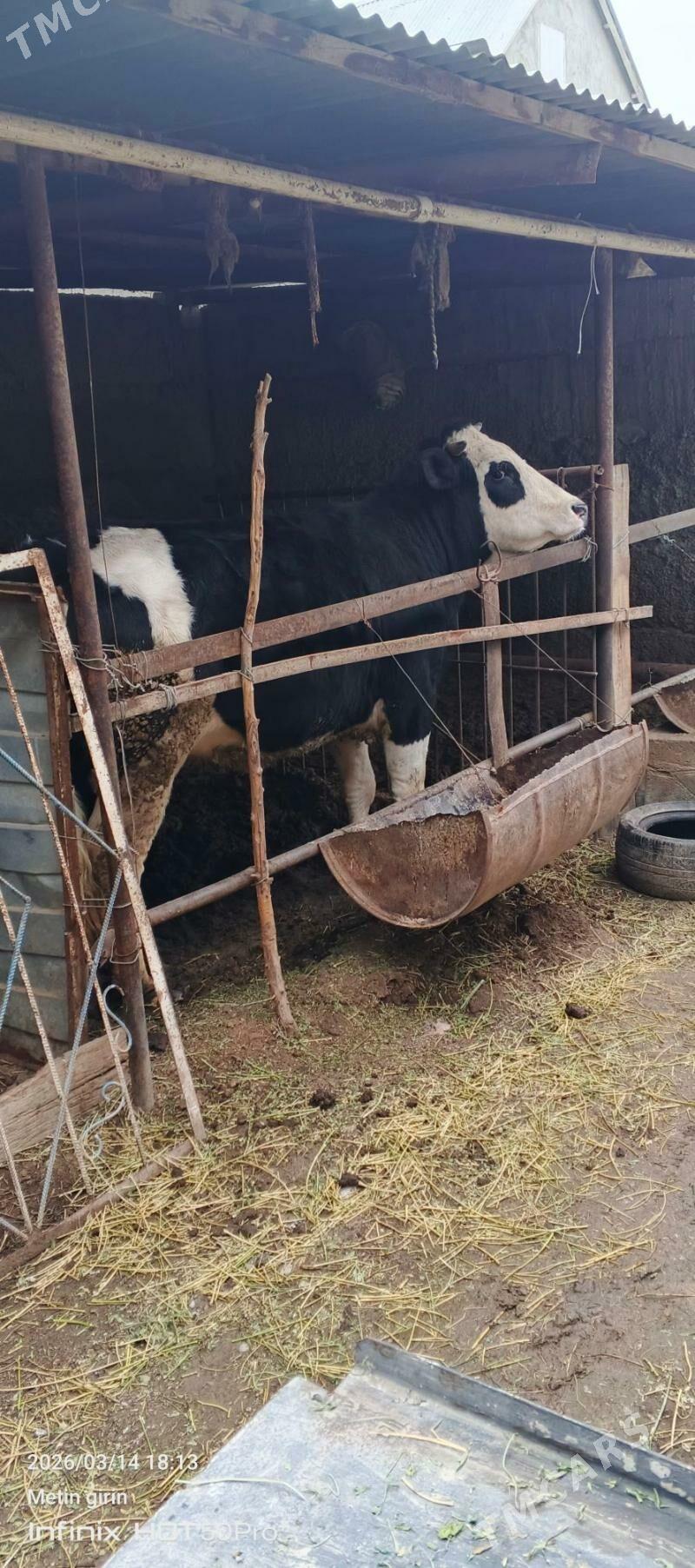 Galisteyin Simental tuwe - Aşgabat - img 1