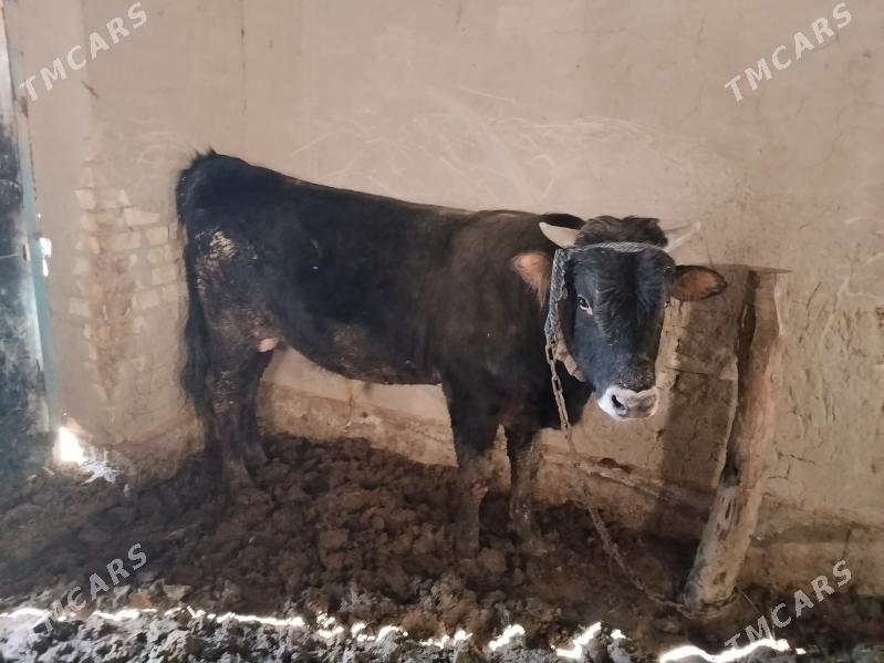 Okuz - Сакарчага - img 1