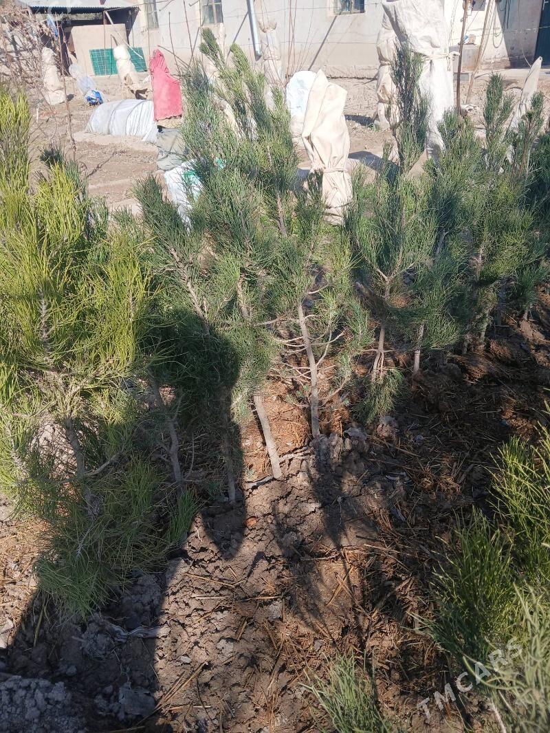 sasna yolka - Şabat etr. - img 1