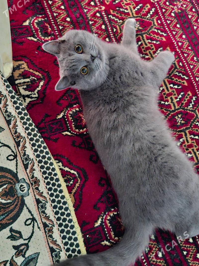 satlaniski pisik - Дашогуз - img 1