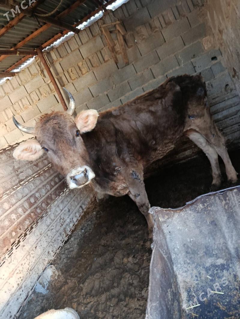 1 göleli 1gysyr - Gyzylarbat - img 1