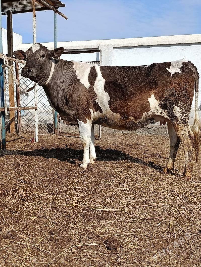 sygyr - Türkmenabat - img 1