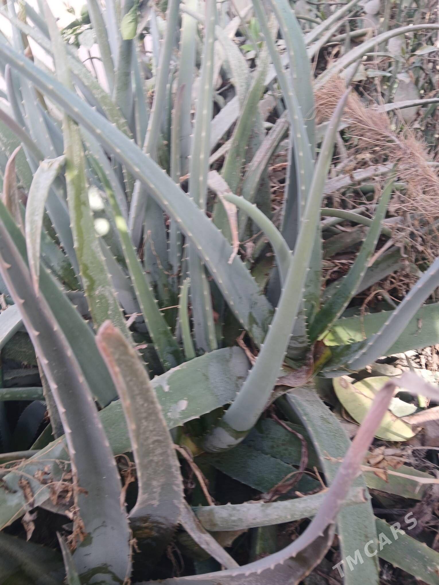 aloe gulleri - Şabat etr. - img 1