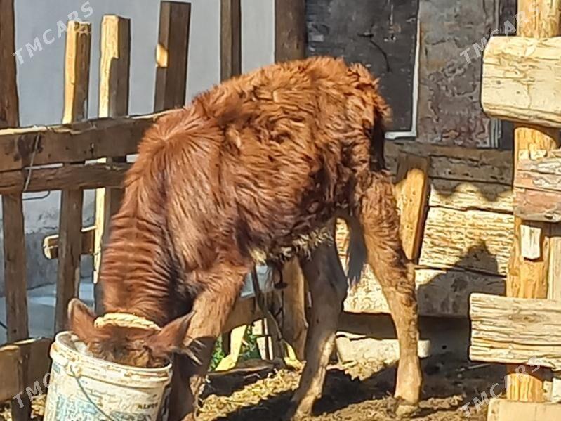 okuz - Гёкдже - img 1