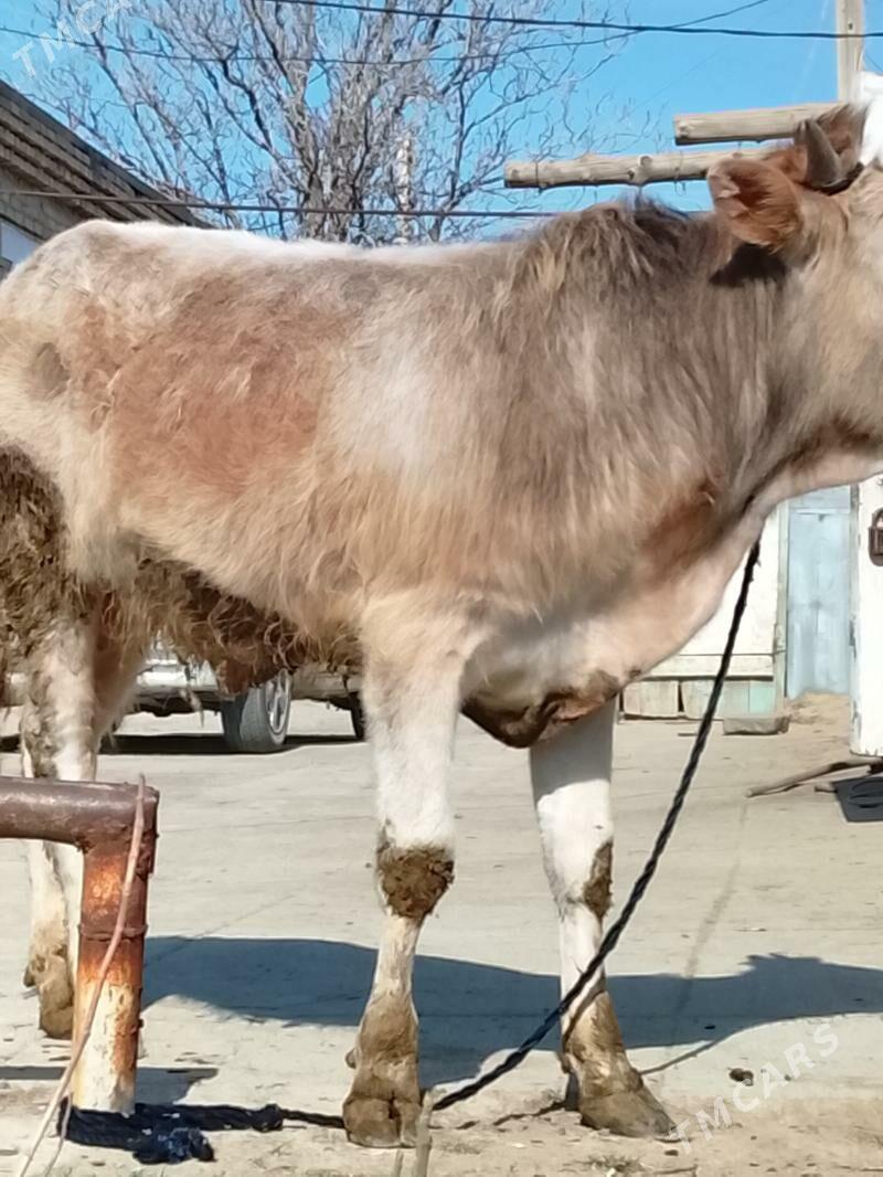 окуз - Бахарден - img 1