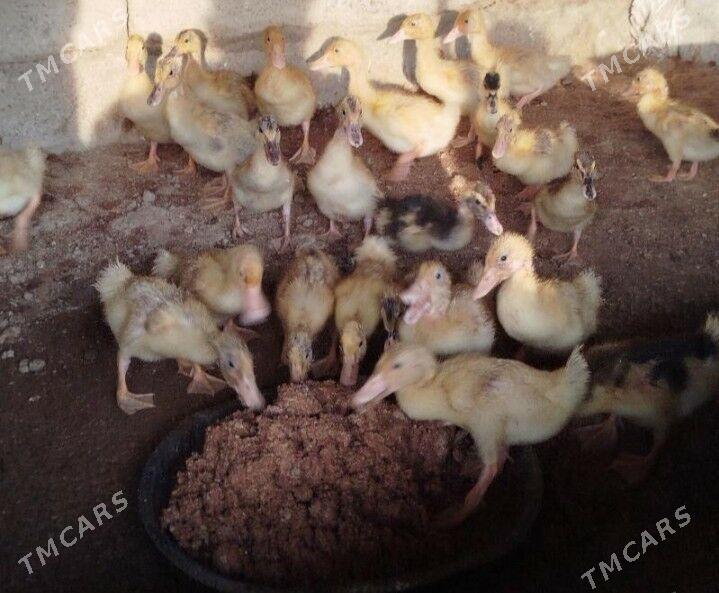 gak gak juje - Гызыларбат - img 1