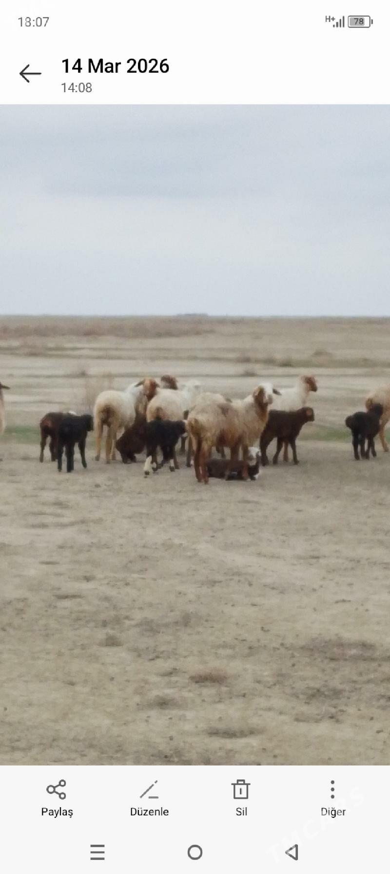 guzy - Гумдаг - img 1