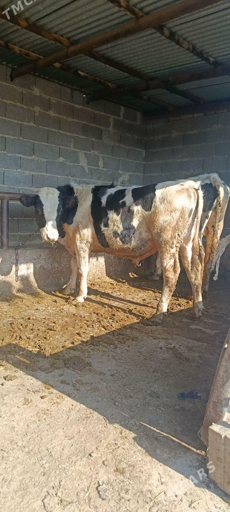 Argnal ala okuz - Бахарден - img 1