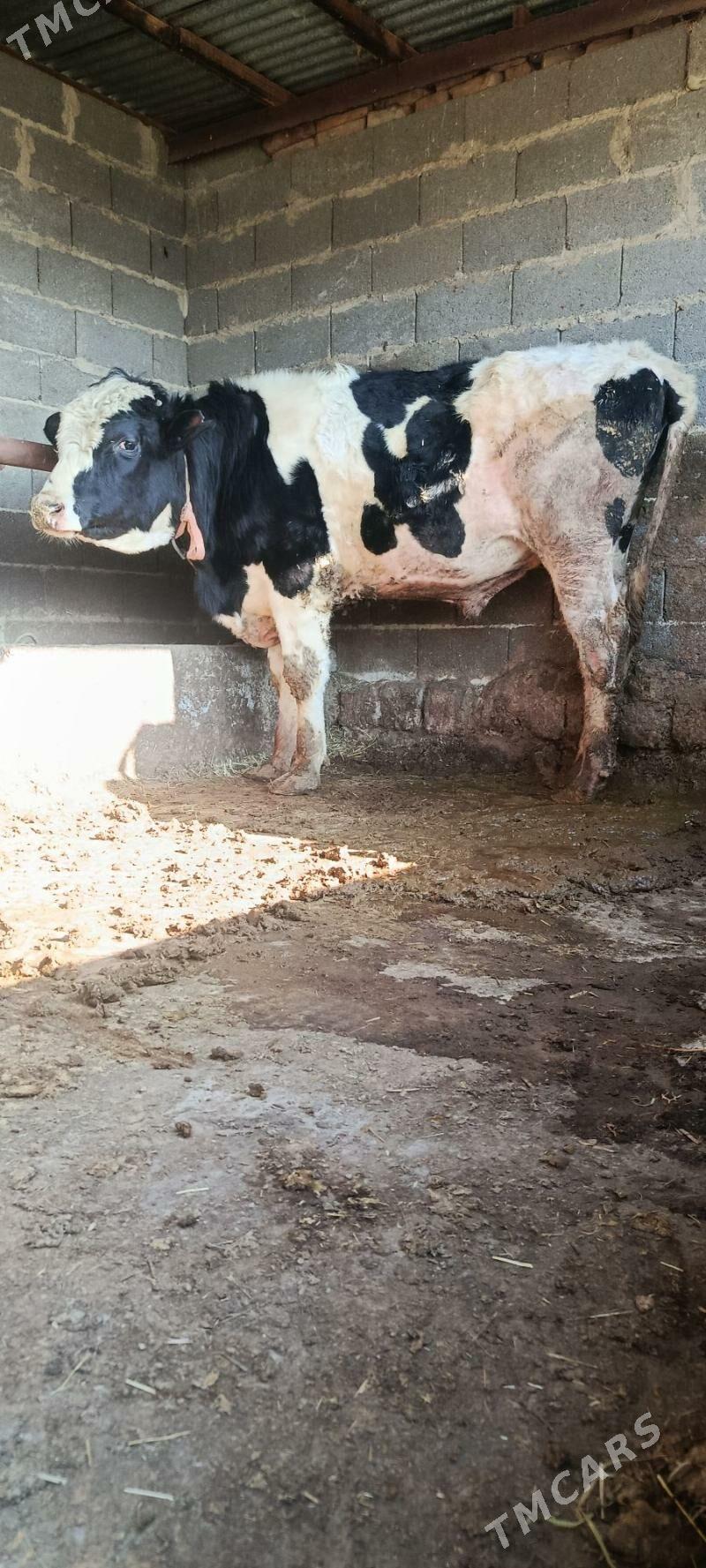 Argnal ala okuz - Bäherden - img 1