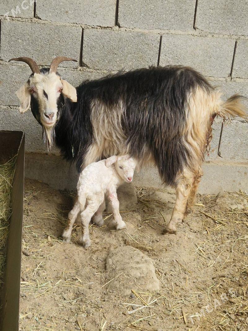 owlakly geci - Bäherden - img 1