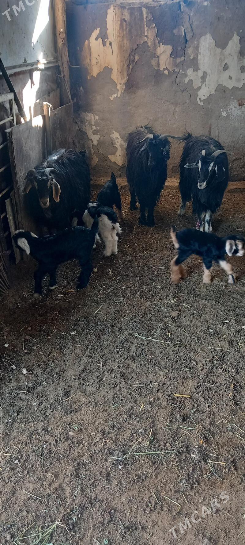 geci owlak - Aşgabat - img 1