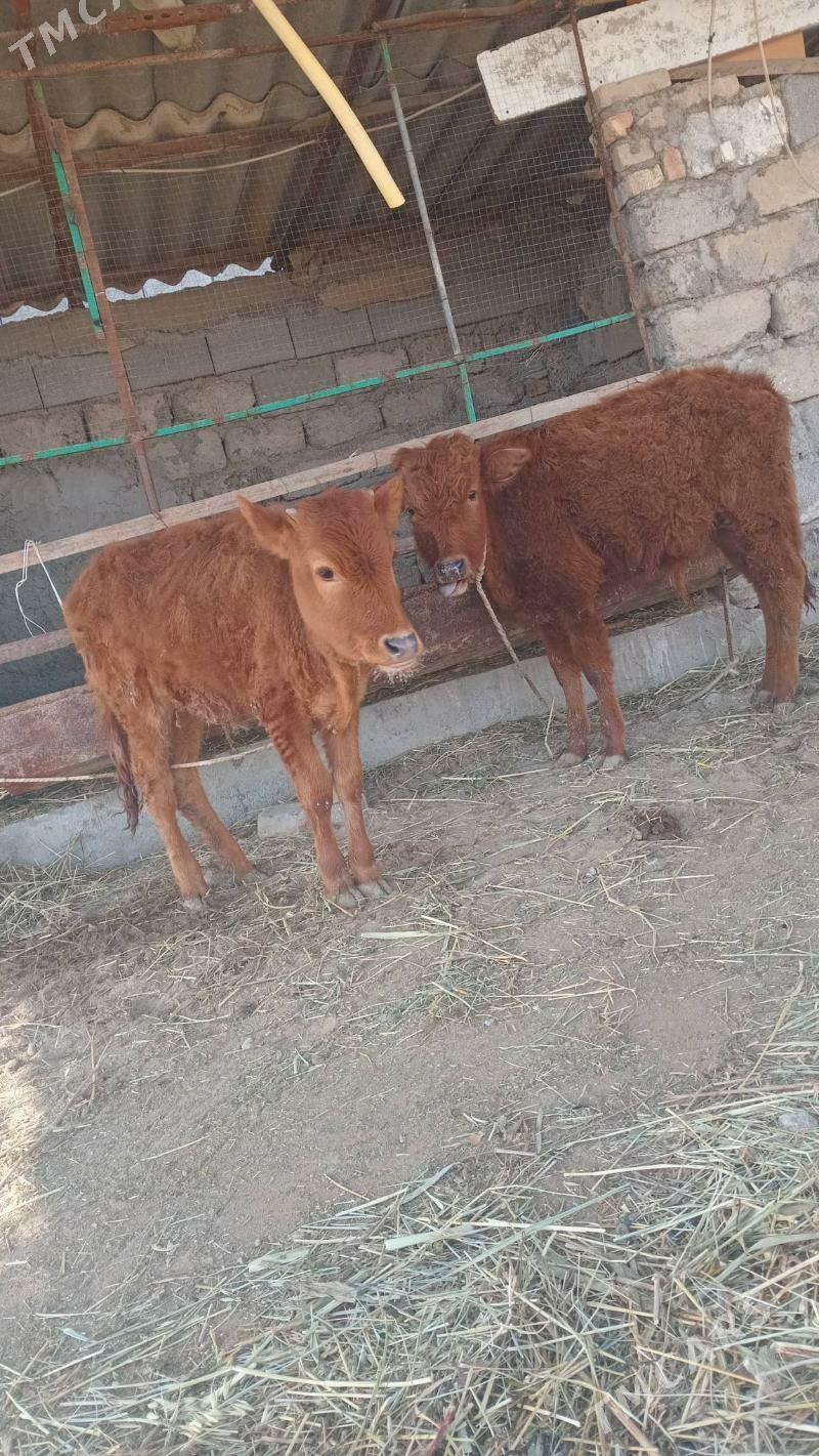 gole okuz - Gökdepe - img 1