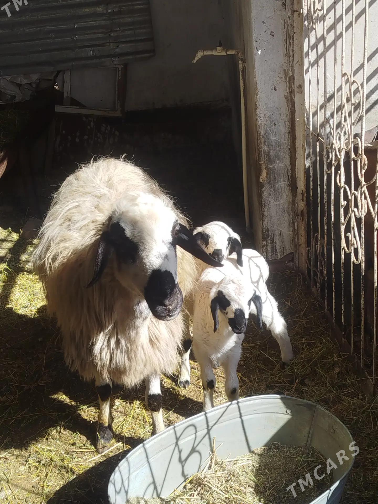 Ekiz guzuly goyun - Чарджоу - img 1